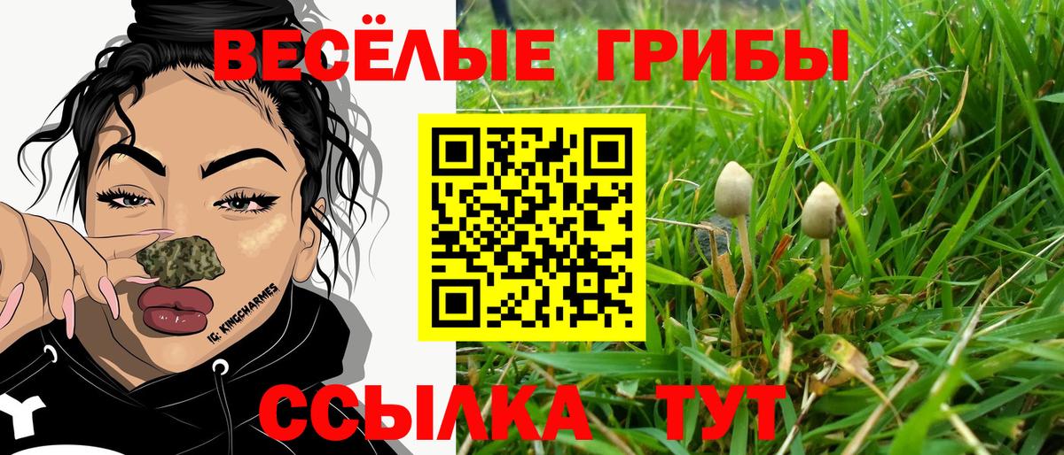 Псилоцибиновые грибы Psilocybe Домодедово